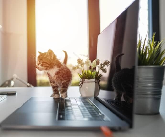 Gato ao lado de laptop sobre a mesa